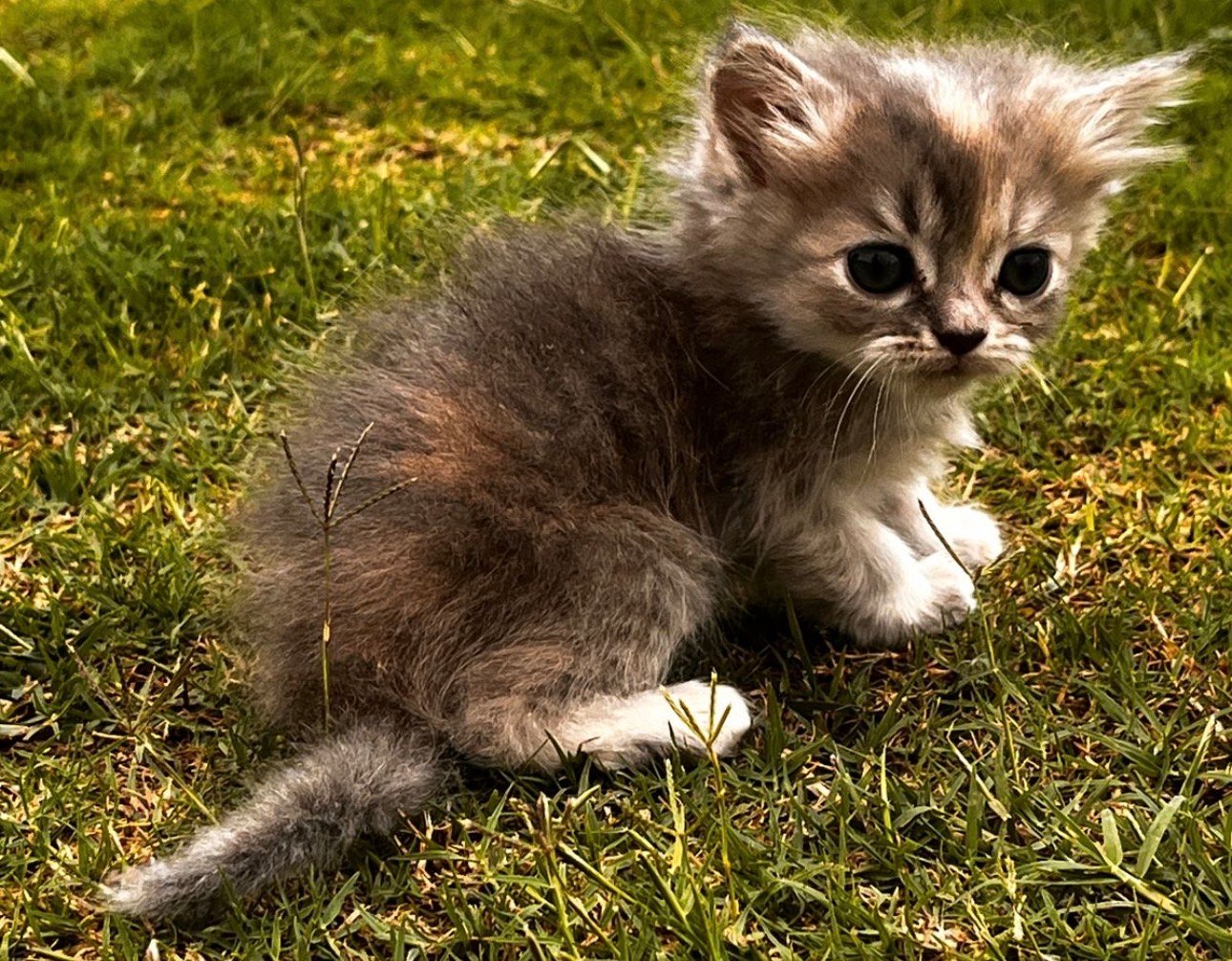 Gray kitten on grass