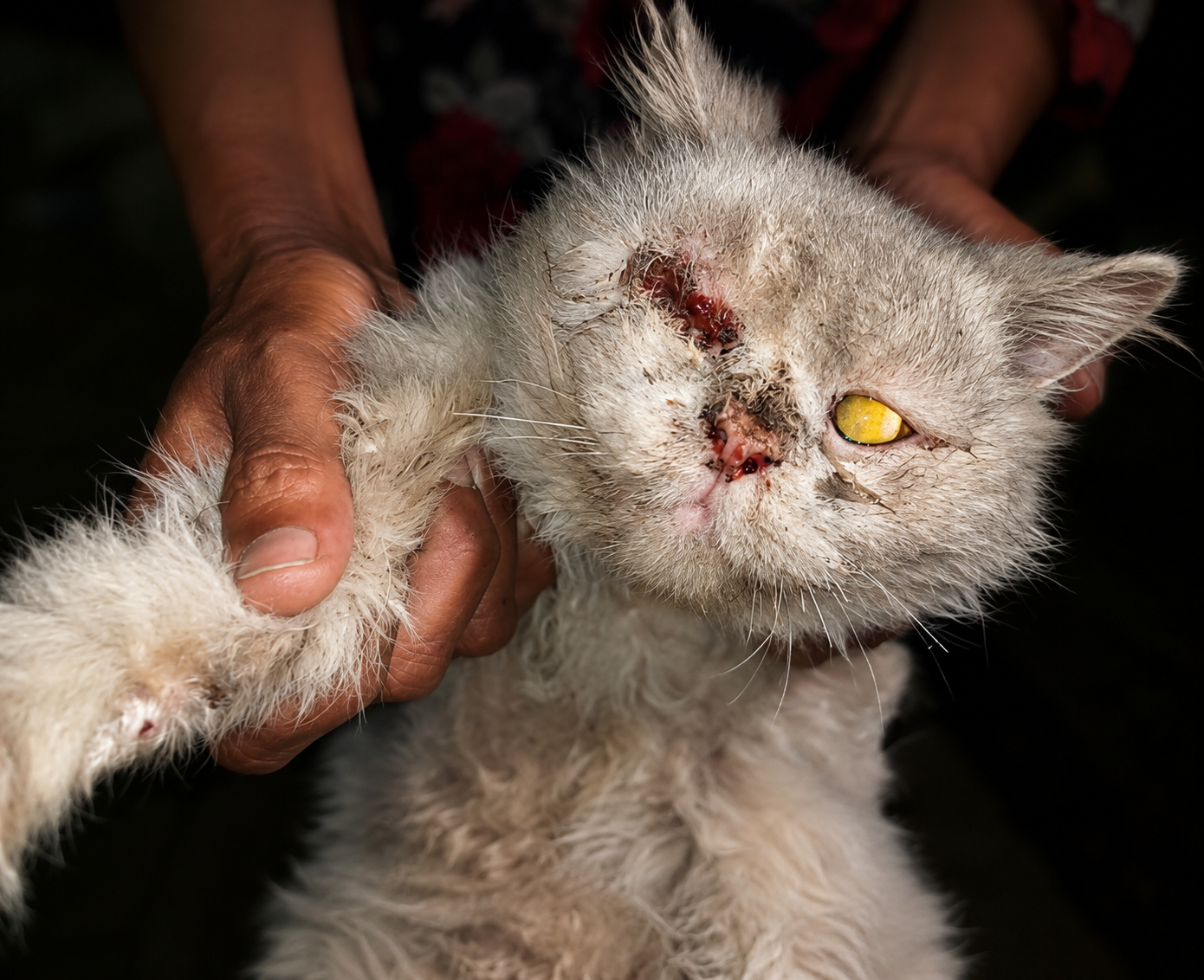 Injured cat at time of rescue — content warning