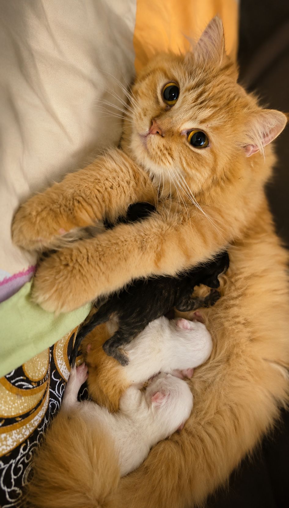 Mother and kittens